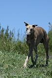 GREYHOUND 140